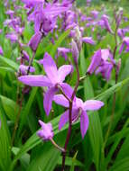 Image of Urn orchids