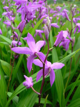 Image of Urn orchids