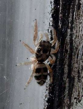 Image of Zebra spider