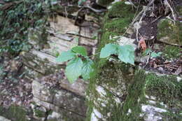 صورة Euonymus leiophloeus Stev.