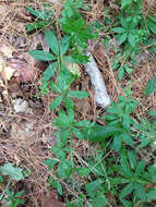 Image of fragrant bedstraw