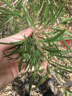 Sivun Callistemon linearifolius (Link) DC. kuva