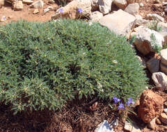 Imagem de <i>Astragalus terraccianoi</i>