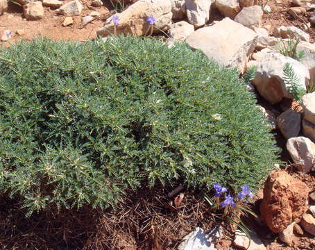 Image of <i>Astragalus terraccianoi</i>