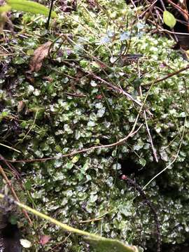 Imagem de Symphyogyna podophylla (Thunb.) Nees & Mont.