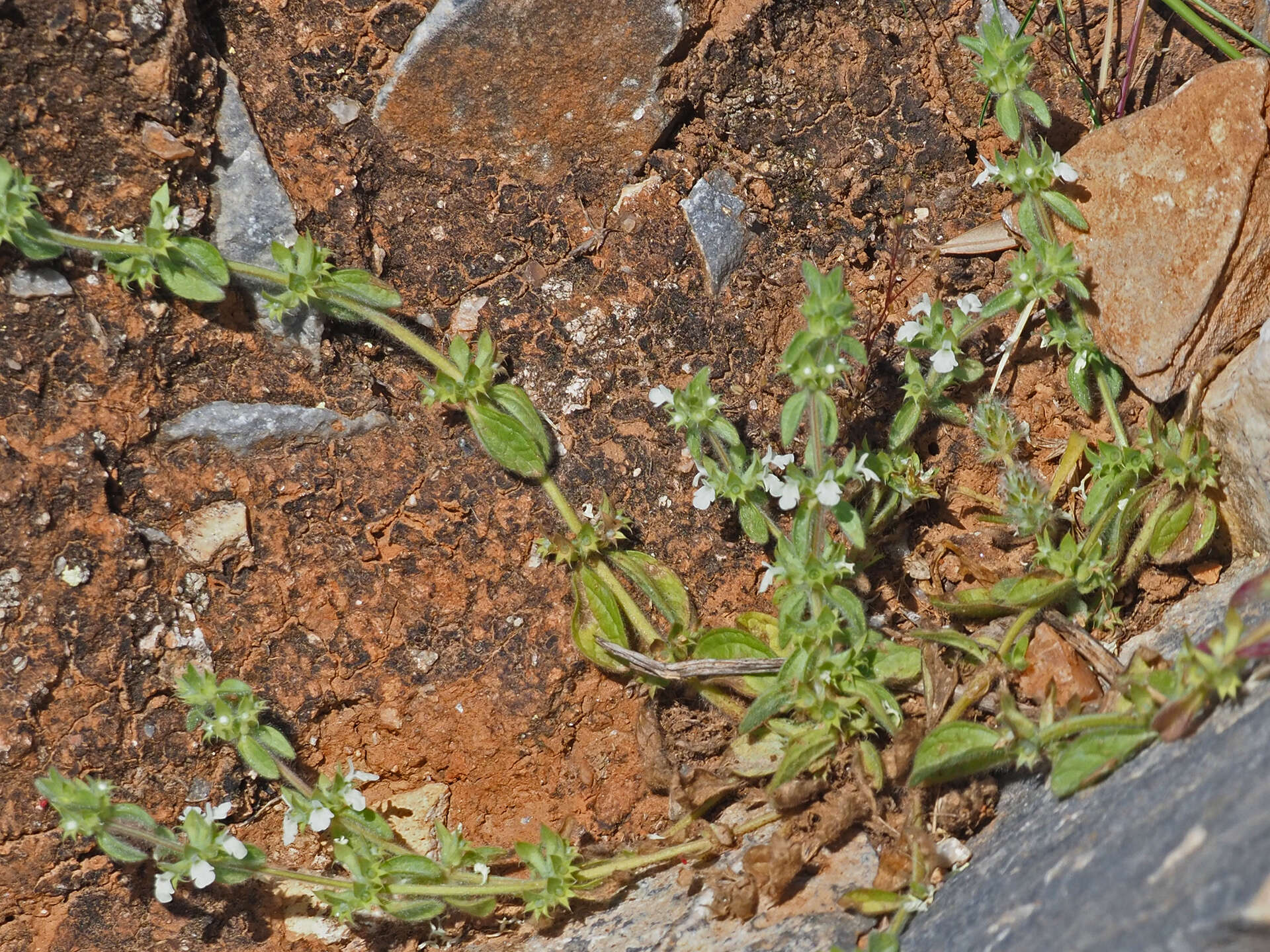 Image of Sideritis romana subsp. curvidens (Stapf) Holmboe