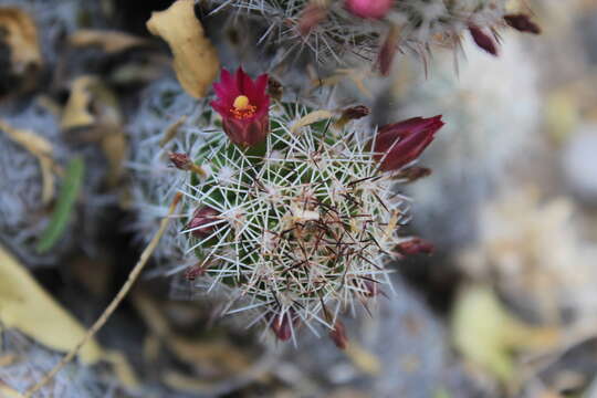 Image of Mammillaria sphacelata subsp. sphacelata