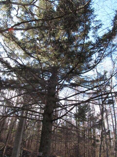 Picea alcoquiana (Veitch ex Lindl.) Carrière resmi