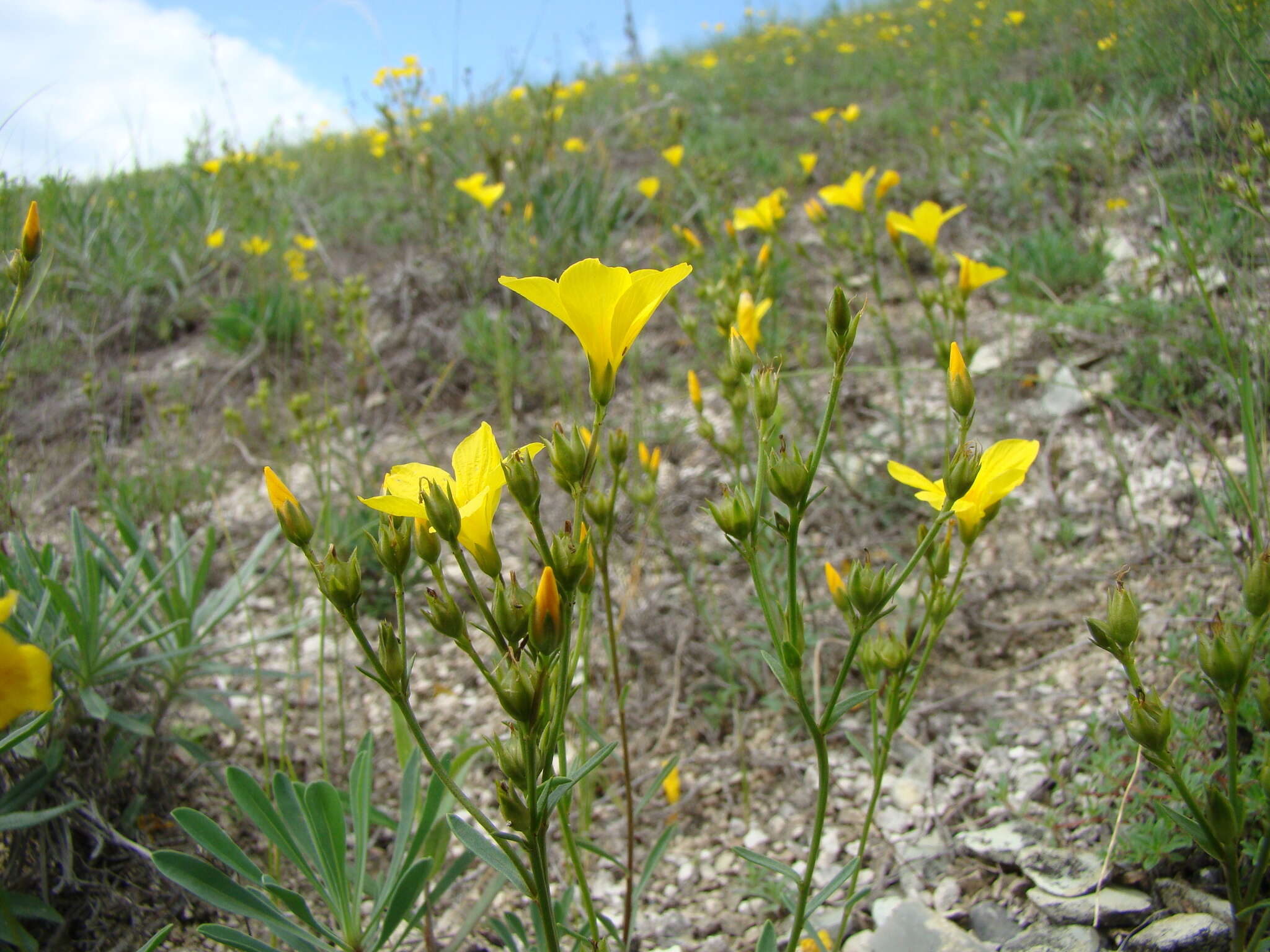 Imagem de Linum ucranicum Czern. ex Gruner