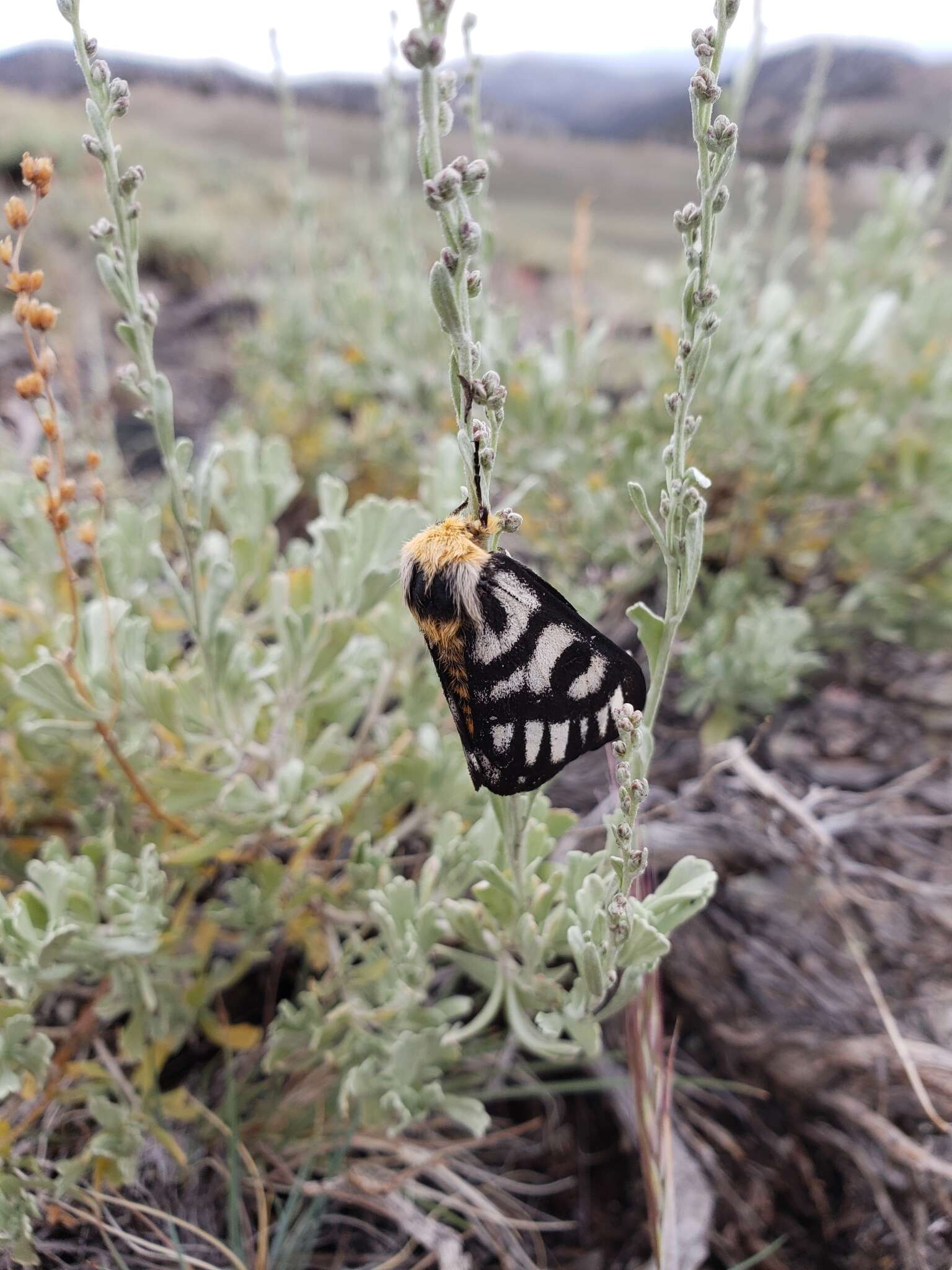 Image of Hera Buckmoth