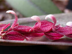 Image de Acianthera strupifolia (Lindl.) Pridgeon & M. W. Chase