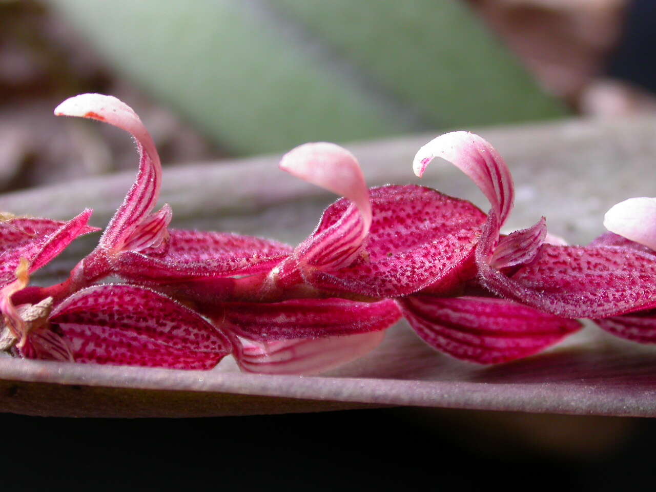 Image de Acianthera strupifolia (Lindl.) Pridgeon & M. W. Chase