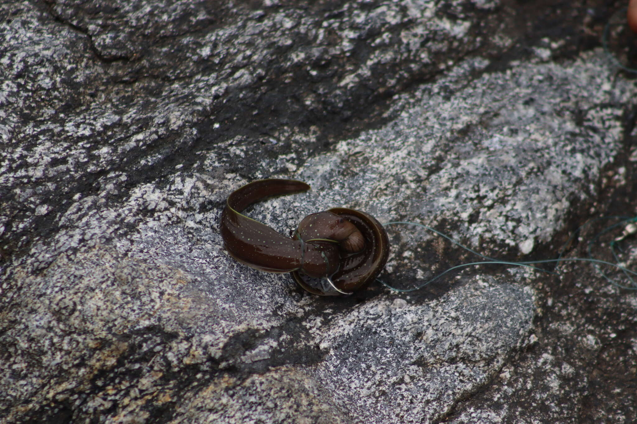 Image of Freckled moray