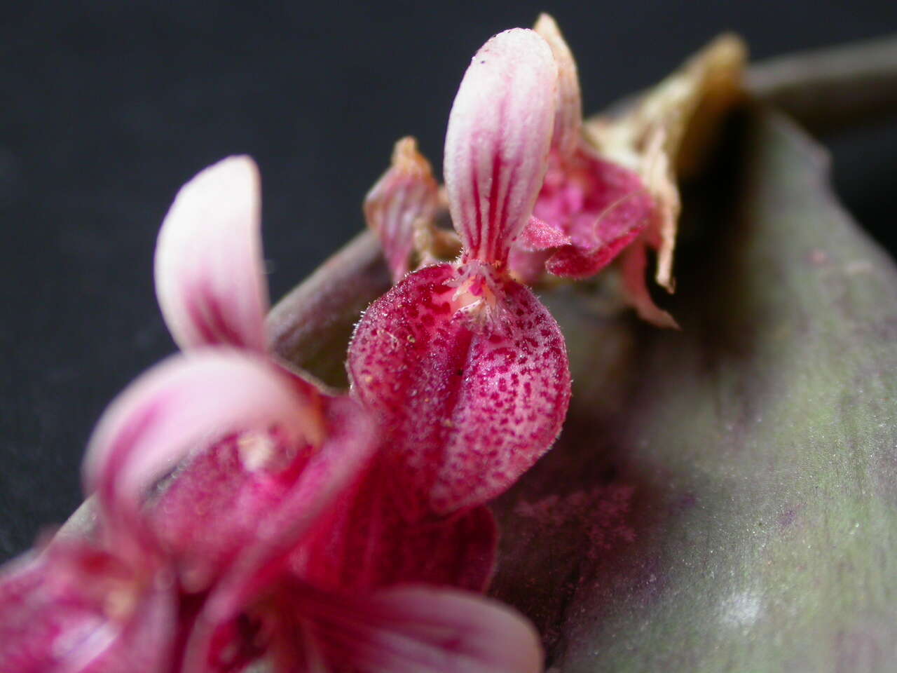 Image of Acianthera strupifolia (Lindl.) Pridgeon & M. W. Chase