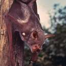 Image of Giant Leaf-nosed Bat