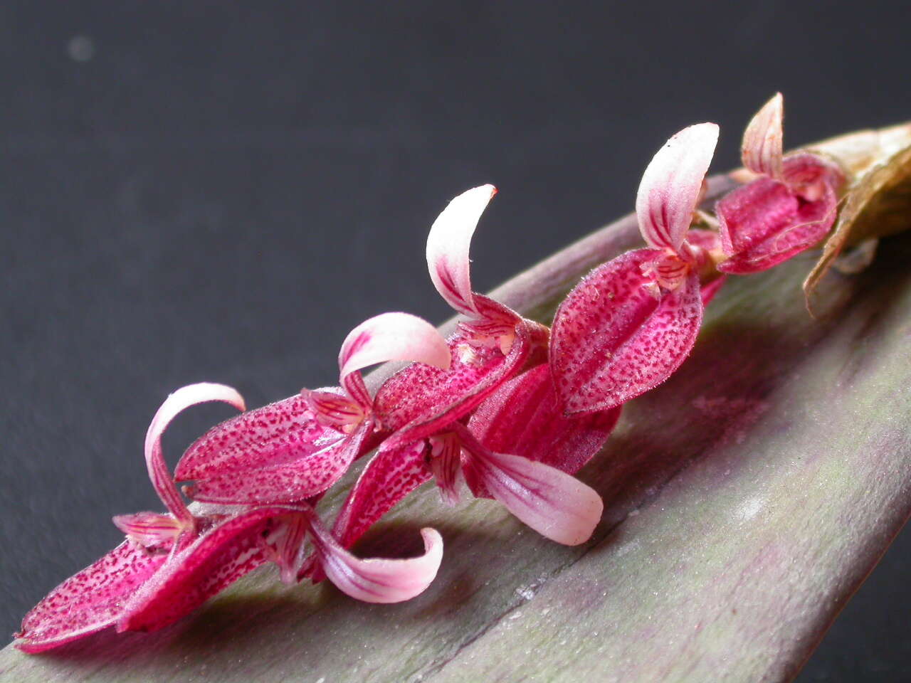Image of Acianthera strupifolia (Lindl.) Pridgeon & M. W. Chase