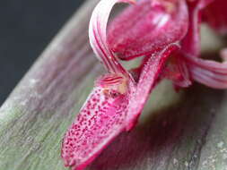 Image de Acianthera strupifolia (Lindl.) Pridgeon & M. W. Chase