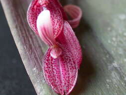 Image de Acianthera strupifolia (Lindl.) Pridgeon & M. W. Chase