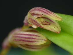 Image of hairy bonnet orchid