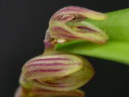 Image of hairy bonnet orchid