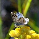 Image of Baton Blue