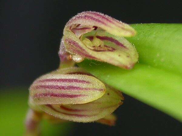 Image of hairy bonnet orchid