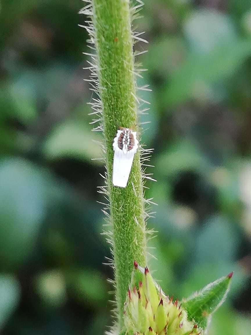 Image of Greenhouse orthezia