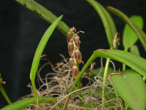 Image of hairy bonnet orchid