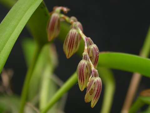 Image of hairy bonnet orchid