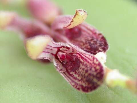 Image of hairy bonnet orchid