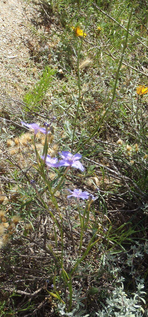 Plancia ëd Moraea polyanthos L. fil.