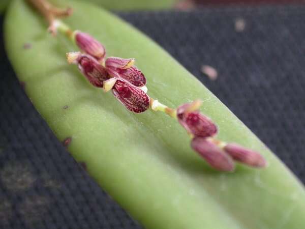 Image of hairy bonnet orchid