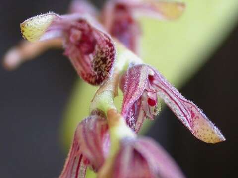 Image of hairy bonnet orchid