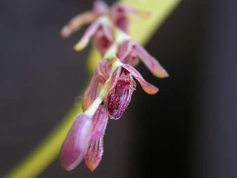 Image of hairy bonnet orchid