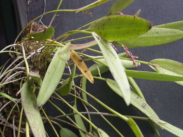 Image of hairy bonnet orchid