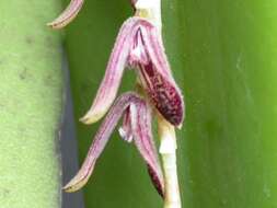 Image of hairy bonnet orchid