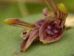 Image of hairy bonnet orchid