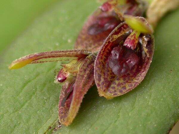 Image of hairy bonnet orchid