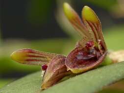 Image of hairy bonnet orchid