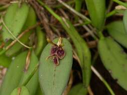 Image of hairy bonnet orchid