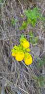 Image of Calceolaria collina Phil.