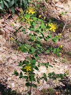 Image of Hypericum hircinum subsp. hircinum