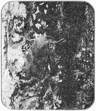 Imagem de Noctua fimbriata Schreber 1759