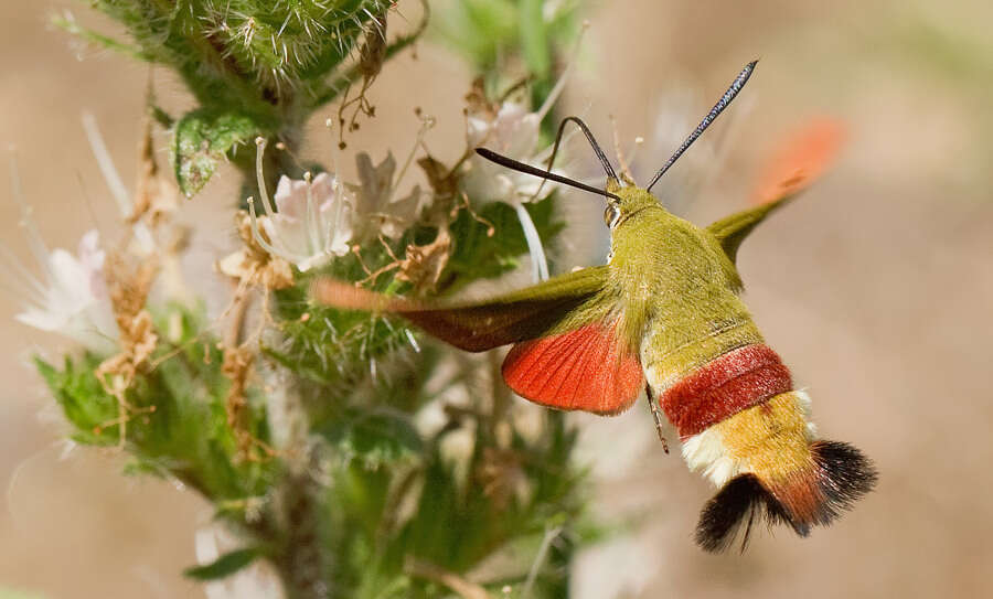 Imagem de Hemaris croatica (Esper 1800)