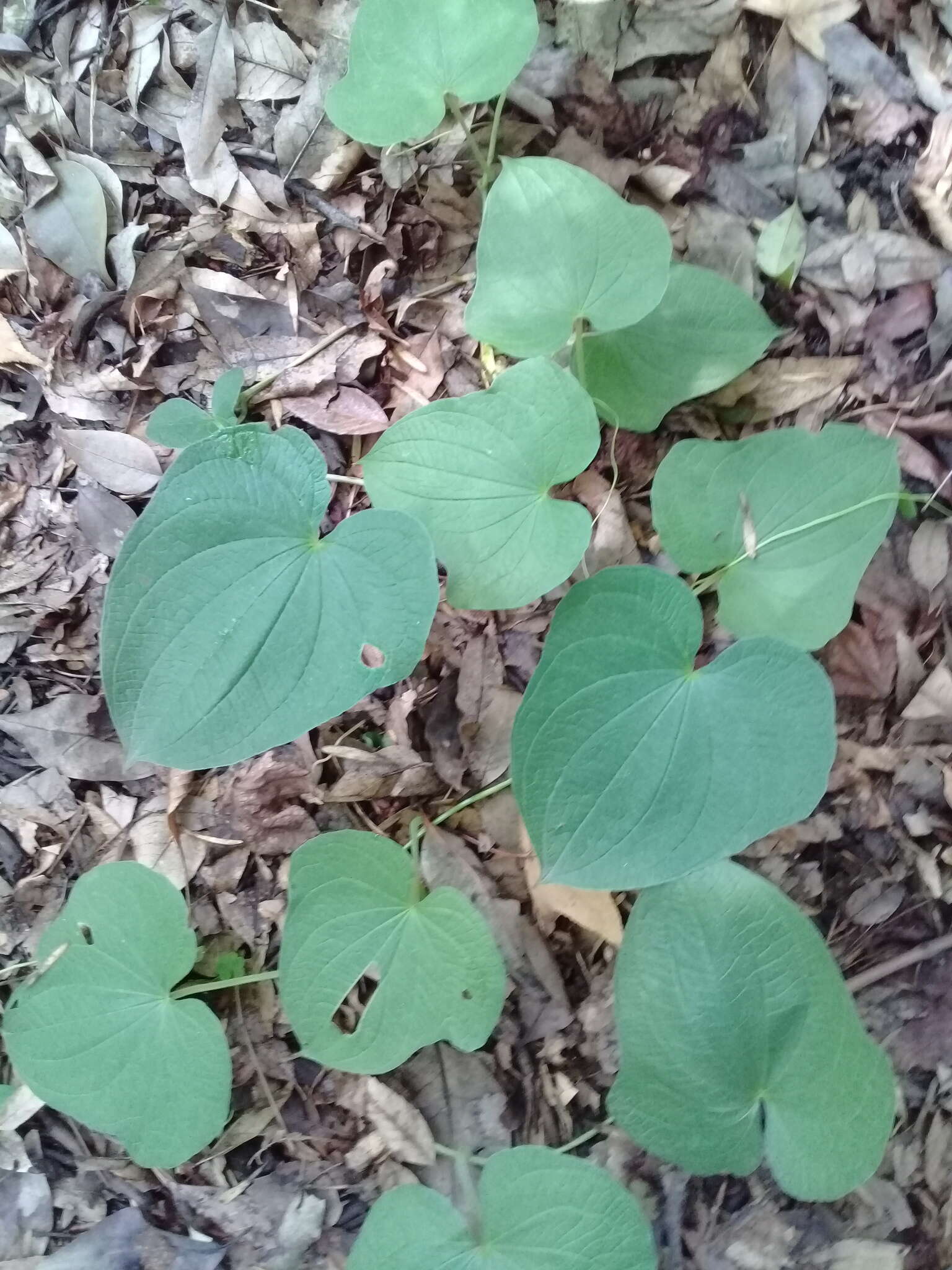 Image of Dioscorea galeottiana Kunth