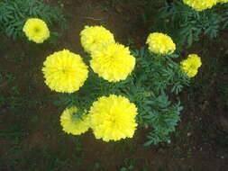 Tagetes erecta L. resmi