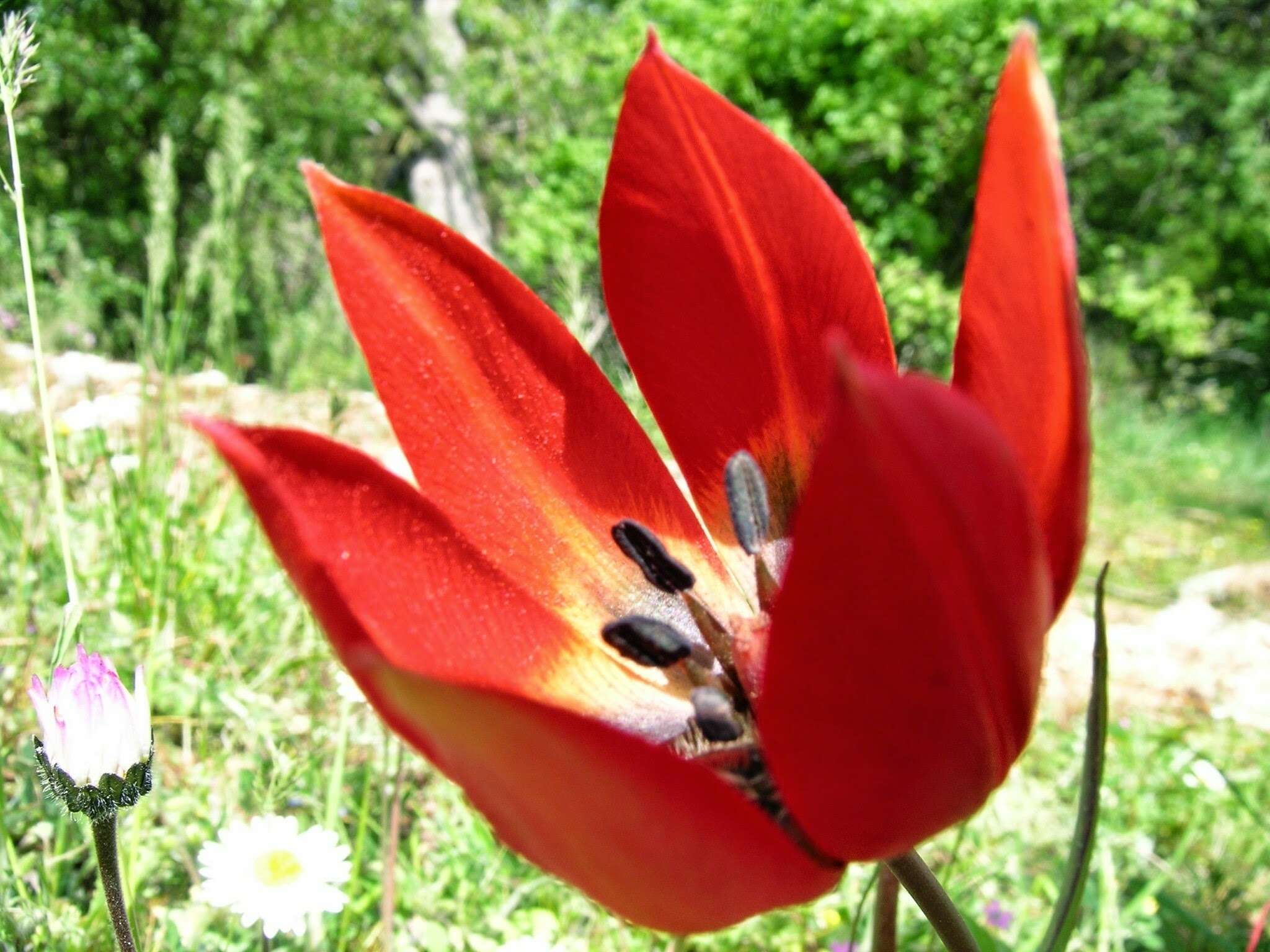 Image of orange wild tulip