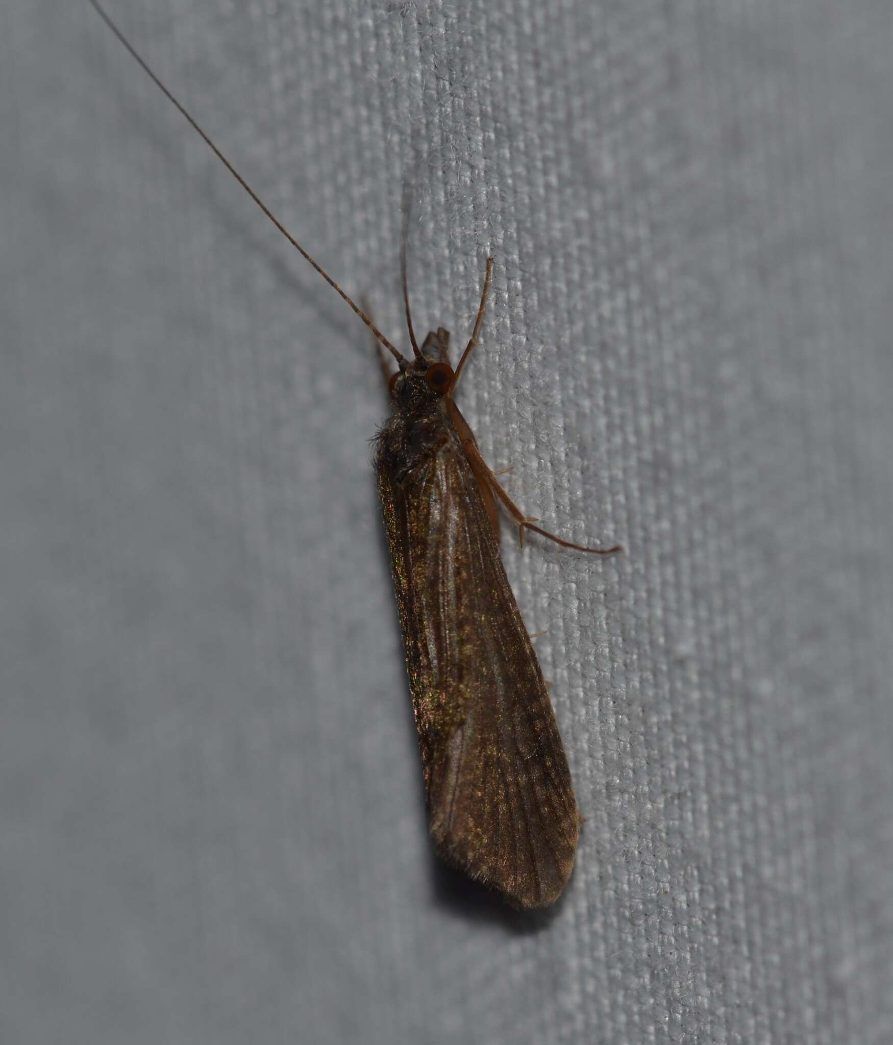 Image of Net-spinning caddisfly