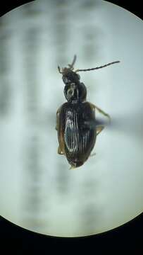 Bembidion (Trechonepha) iridescens (Le Conte 1852) resmi