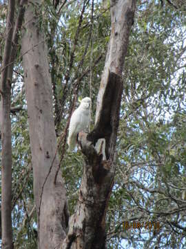 Image of Sulphur-crested Cockatoo